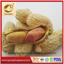 Export Standard Roasted Peanut in Shell 9/11